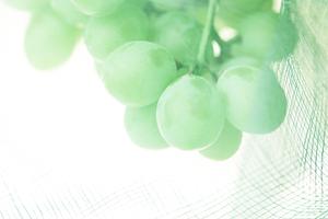 セミオーダーも注文できる結婚指輪